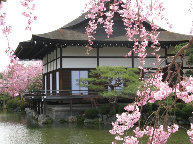 CherryBlossom1.jpg